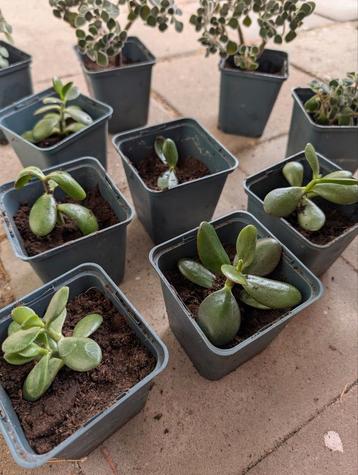 Jade Plant Geworteld - Crassula Ovata beschikbaar voor biedingen