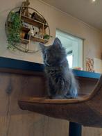 X mainecoon/ragdoll kittens ♡♡♡mogen per direct verhuizen, Dieren en Toebehoren, Meerdere dieren, Langharig, 0 tot 2 jaar