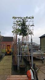 groenblijvende leibomen leilaurier prunus novita, Ophalen, Zomer, In pot, Halfschaduw