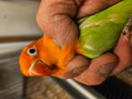 Schitterende opaline fisheri 25euro, Dieren en Toebehoren, Vogels | Parkieten en Papegaaien, Mannelijk, Dwergpapegaai of Agapornis