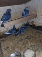 Postduiven, Dieren en Toebehoren, Meerdere dieren, Postduif