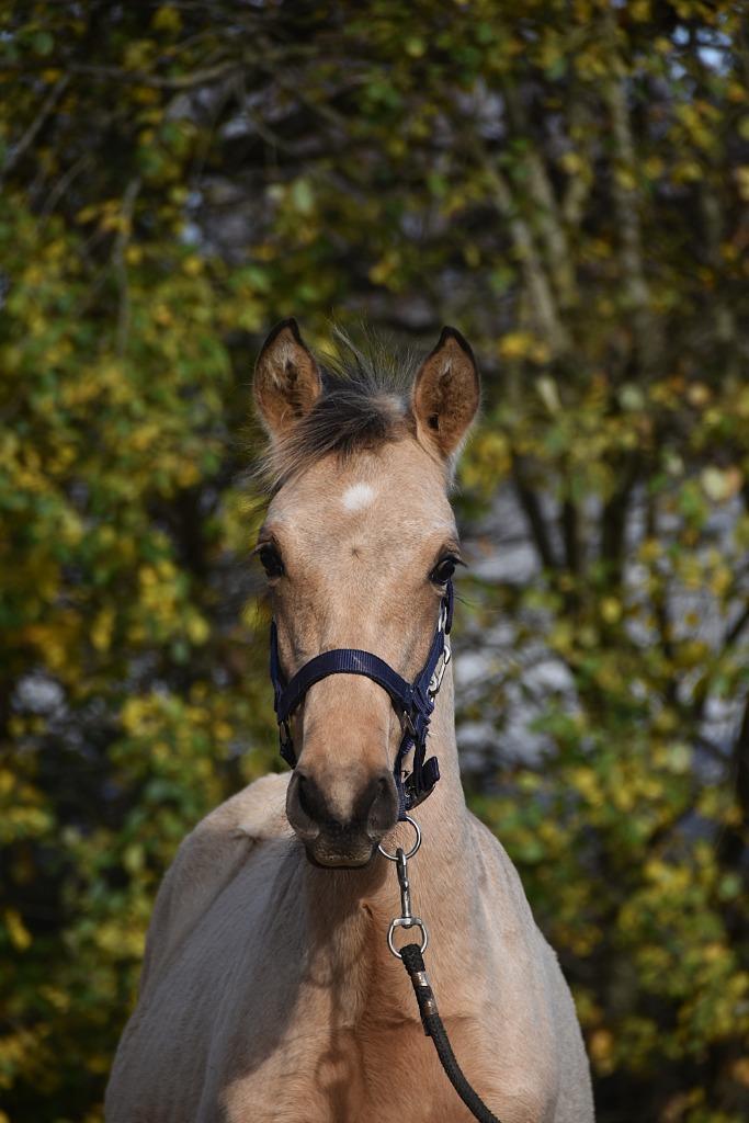 Dringend: valk PRE hengstenveulen, Dieren en Toebehoren, Paarden, Hengst, Niet van toepassing, Minder dan 160 cm, 0 tot 2 jaar