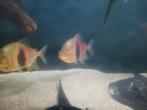 Myleus schombergkii / schijfzalmen, Dieren en Toebehoren, Vissen | Aquariumvissen, Vis