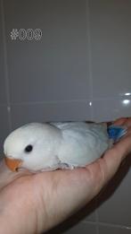 ♀️️Halftam agapornis roseicollis jong. zie beschrijving., Vrouwelijk, Dwergpapegaai of Agapornis, Geringd