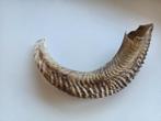 Authentieke Shofar - Schapenhoorn Instrument, Ophalen of Verzenden, Zo goed als nieuw
