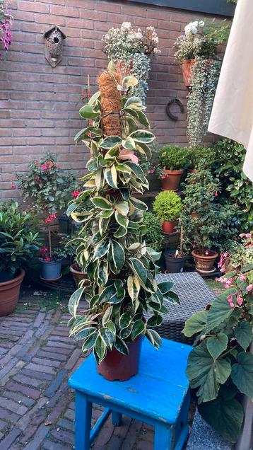 Hoya Krimson Queen beschikbaar voor biedingen