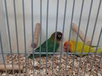 1-1 agapornis nigrigenis groen dilute, Dieren en Toebehoren, Vogels | Parkieten en Papegaaien, Dwergpapegaai of Agapornis, Geringd