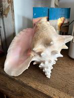 Grote mooie schelp, Ophalen, Schelp(en)