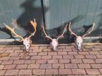 3 Mooie Damhert Geweien - Nette Staat, Ophalen of Verzenden