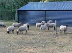 Shetland schapen, Dieren en Toebehoren, Schapen, Geiten en Varkens, Meerdere dieren, Schaap, 0 tot 2 jaar