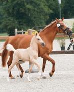 Nrps palomino hengst veulen, Dieren en Toebehoren, Pony's, Dressuurpony, Niet van toepassing, 0 tot 2 jaar, Hengst