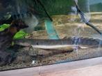 Polypterus palmas, Dieren en Toebehoren, Vis
