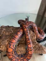 Braziliaanse Regenboog Boa - Epicrates Cenchria Cenchria, Slang, 3 tot 6 jaar