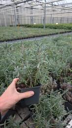 Lavandula hidcote - Restpartijen - zeer goedkoop - 9cm pot, Tuin en Terras, Planten | Tuinplanten, Ophalen of Verzenden, Halfschaduw