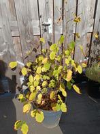 Jonge Hazelaar exclusief pot, Tuin en Terras, Volle zon, Vaste plant, Lente, Ophalen