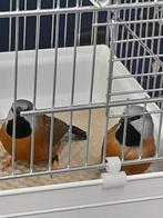 Gordelgrasvink koppel, Dieren en Toebehoren, Vogels | Overige Vogels, Meerdere dieren, Tropenvogel, Geringd