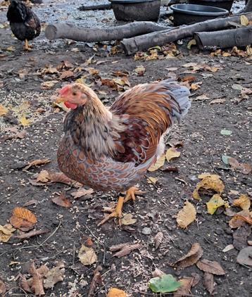 Blauw/bruin gezoomd wyandotte kriel haantje beschikbaar voor biedingen