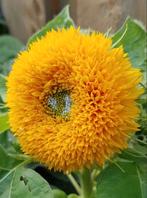 Zaden Lage Zonnebloem Sungold dubbelbloemig - Helianthus, Tuin en Terras, Verzenden, Voorjaar, Volle zon, Zaad
