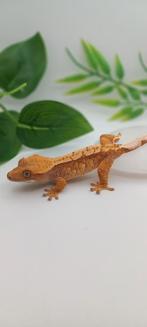 0.1 Red Extreme Harlequin wimpergekko vrouw, Dieren en Toebehoren, Hagedis, Tam, 0 tot 2 jaar