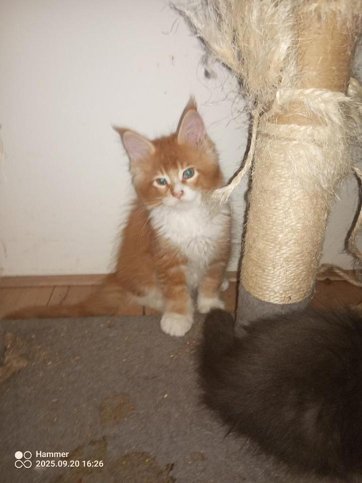 Russische Maine Coon kittens, Dieren en Toebehoren, Katten en Kittens | Raskatten | Langhaar, Meerdere dieren, Met stamboom, Gechipt