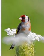 Bloem putters koppel, Dieren en Toebehoren, Meerdere dieren, Bastaard