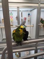 Blauwvoorhoofd amazone, Dieren en Toebehoren, Meerdere dieren, Papegaai, Pratend