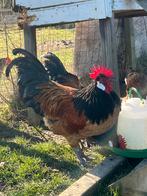 Prachtige vorwerk haan, Dieren en Toebehoren, Pluimvee, Mannelijk, Kip