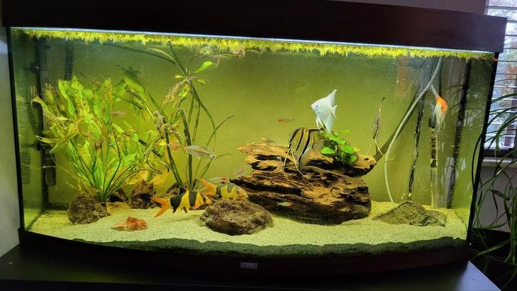 Aquarium + kast + extern filter + toebehoren + visbestand, Dieren en Toebehoren, Vissen | Aquaria en Toebehoren, Gevuld zoetwateraquarium
