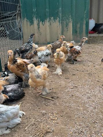 Jonge Brahma hanen verschillende kleuren. beschikbaar voor biedingen
