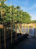 Leibomen groenblijvend Lusitanica Angustifolia rek 120-120, Leiboom, Halfschaduw, 100 tot 250 cm, Zomer