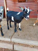 Dwerggeit Cae en cl vrij, Dieren en Toebehoren, Schapen, Geiten en Varkens, Vrouwelijk, Geit