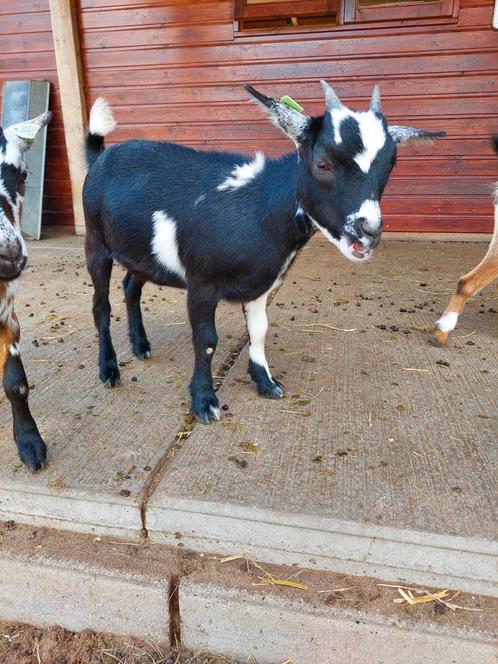 Dwerggeit Cae en cl vrij, Dieren en Toebehoren, Schapen, Geiten en Varkens, Geit, Vrouwelijk