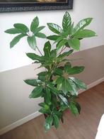 Schefflera kamerplant 150cm incl wit of zwarte pot, Ophalen, 100 tot 150 cm, Overige soorten, Halfschaduw