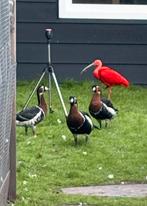 Gezocht roodhalsgans roodhalsganzen sierganzen, Dieren en Toebehoren, Pluimvee, Vrouwelijk, Gans of Zwaan
