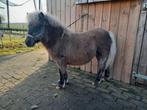 Zilverappel merrie veulen shetlander, Dieren en Toebehoren, Pony's, Merrie, Niet van toepassing, 0 tot 2 jaar, A pony (tot 1.17m)