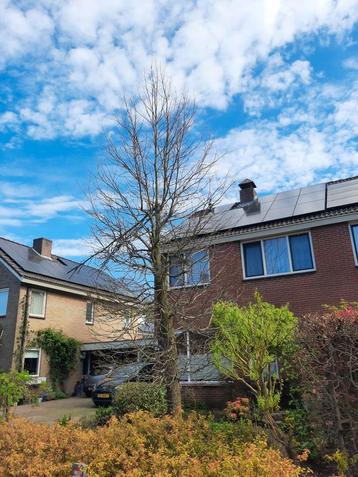 Gezocht hovenier/tuinman voor snoeien boom