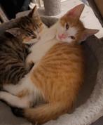 KITTENS TE KOOP, Meerdere dieren, Kortharig, 0 tot 2 jaar