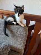 Ik ben lieselotte en zoek nog een nieuw huisje, Dieren en Toebehoren, Katten en Kittens | Overige Katten, Poes, Kortharig, 0 tot 2 jaar