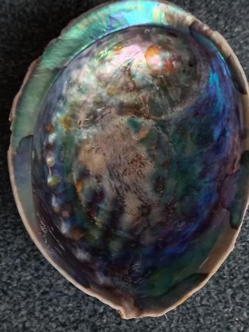 Schelp 15 x 11,5 x 4 cm diep. Schaalvorm. Mooie kleur beschikbaar voor biedingen