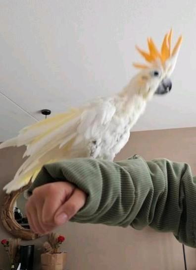 Oranje kuif kaketoe, Dieren en Toebehoren, Vogels | Parkieten en Papegaaien, Papegaai, Mannelijk