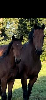 Super mooi merrie veulen Spielberg X zhivago, Dieren en Toebehoren, Merrie, Dressuurpaard, 0 tot 2 jaar