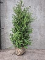 ‘Thuja occidentalis 'Brabant'’ coniferen haag, Ophalen of Verzenden, Conifeer, 100 tot 250 cm