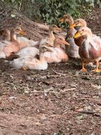 Mooie jonge saksen eenden, Dieren en Toebehoren, Pluimvee, Mannelijk, Eend