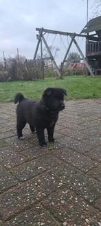 Jack russel/skipperke, Dieren en Toebehoren, Jack Russell Terriër, 8 tot 15 weken, Meerdere, Meerdere dieren