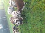 Mooie bonte rammen, Dieren en Toebehoren, Maart, Mannelijk