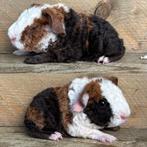 Us teddy choco goud wit beertje, Dieren en Toebehoren, Cavia, Augustus, Mannelijk, Tam