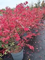 Euonymus alatus, kardinaalsmuts prachtige herfstkleur struik, Tuin en Terras, Planten | Struiken en Hagen, Ophalen of Verzenden