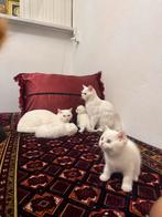 britse korthaar scottish fold, Dieren en Toebehoren, Poes