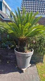 Mooie Cycas Revoluta Palm, Ophalen, Zomer, Vaste plant, Volle zon