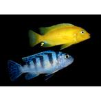 jong koppel lombardoi 7cm te koop aangeboden, Dieren en Toebehoren, Vissen | Aquariumvissen, Vis, Zoetwatervis